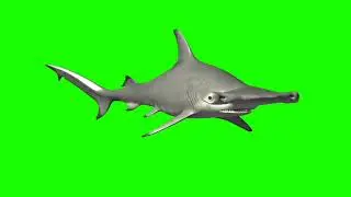 Hammerhead shark // turn left hammerhead shark // green screen shark turn left // 