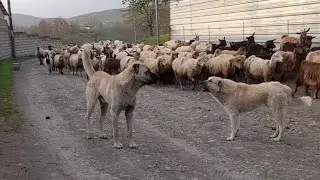 kangal və qurdbasar
