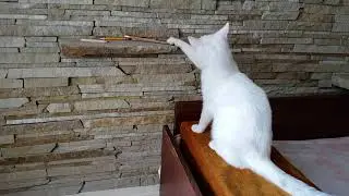 White cat. His name's Semyon. Белый глухой котик. Неужели он као-мани?!