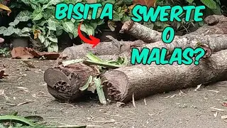 Bisita - Pampaswerte O May Masamang Pangitain