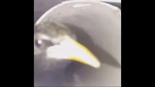 Look there's bird dude it knows whats good