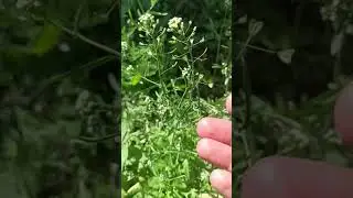 растущая сумка quş eppeyi