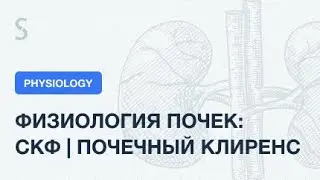 USMLE Step 1 - Физиология почек: СКФ, почечный ток плазмы, почечный клиренс