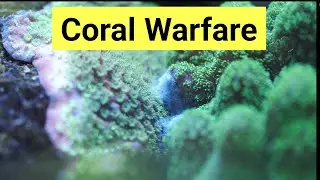 Coral Warfare In The Reef Aquarium | The Prestige Reef Dork Show Ep 26