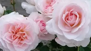 Прекрасное цветение уходящего лета!