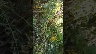ангури точики да Россия