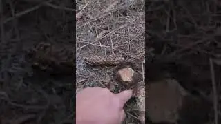 Много добра гъбарска слука на Димето и Жоро на ,,Мястото яз.Доспат