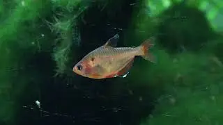 Blutsalmler, Hyphessobrycon eques