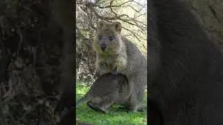 Baby quokka not ready to accept it's outgrown Mumma's pouch
