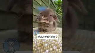The rabbit turned out to be not a rabbit at all...