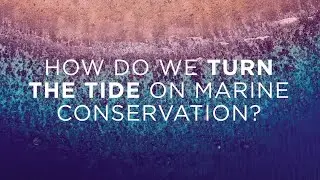 How do we turn the tide on marine conservation?