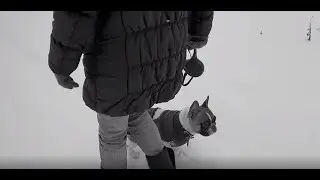 Французский бульдог Варя скучает в глухой деревне