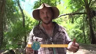 Which Australian native flora can be used as bush soap?