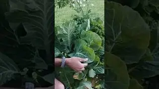 Reconocimiento y propiedades de la coliflor