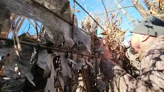Giant group of ducks drops in on our decoy spread