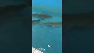 😳 ЖИВОЙ ОСЕТР 😋 