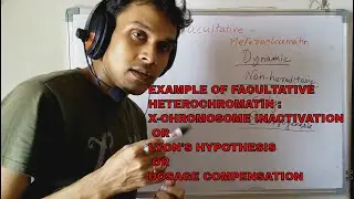 X Inactivation - An Example of Facultative Heterochromatin