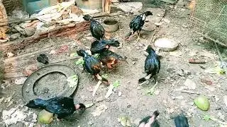 @fighterCockSportBird# quality chicken breeds #update chicken breeds