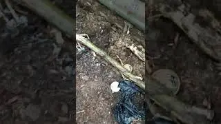 Медведь приходил