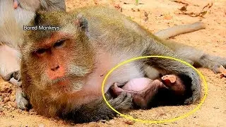 So pity! Newborn baby Gino sleep till weakness like this,Big Bertha careless not know how to nurse
