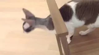 Моя коша