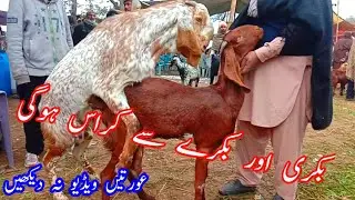 کیا یہ آپ جاننا چاہتے ہیں کہ بکری بکرے سے کراس کس طرح کروائی جاتی ہے  اس ویڈیو میں دیکھ