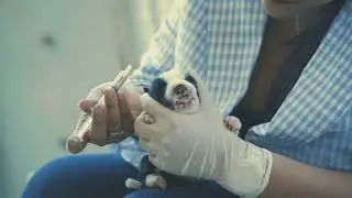 Tierschutz für vergessene Seelen hilf Tieren in Not.