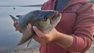 Жерех на ультралайт. #рыбалка #fishing #fish #жерех #рыбалкаутром