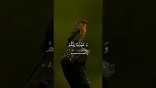#quranrecitationbestclip #qurantilawat #hearttouchingquran #quranforpeace #quranforsleep #bestvoice