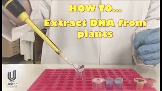 HOW TO... extract plant DNA