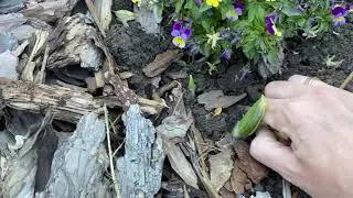 Пошли гулять по саду!
