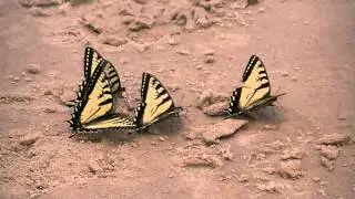Gathering of Tiger Swallowtail Butterflies at the Beach