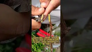 Grape grafting technique