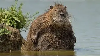 Боброразведка