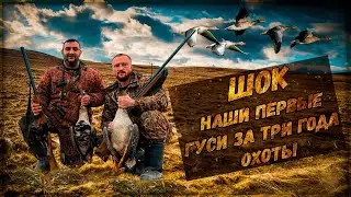 Это ШОК!!! Первые наши гуси за 3 года охоты!