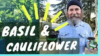 Planting BASIL & CAULIFLOWER — Garden with me!!