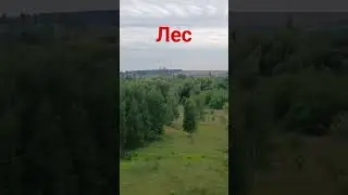 Лес