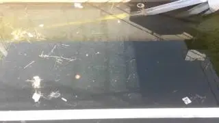 Hundreds of young stripers . California aqueduct