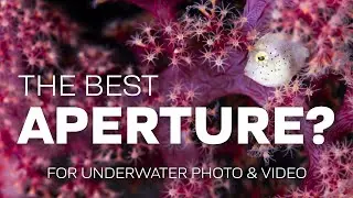 What Is The Best Aperture For Underwater Photo & Video? 