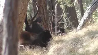 Stalking Sambar Deer Stags in velvet