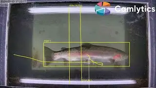 Custom AI fish detection & counting model
