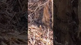 Mannheim 🐜 Ameisen im Waldpark