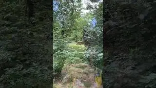 Wolf wiggling