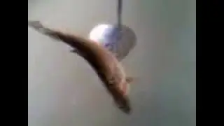 Зимняя рыбалка. Ленок