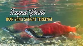Empat jenis Ikan yang sangat terkenal