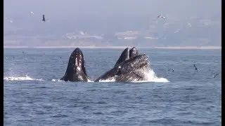 8.31.18 Lunge feeding Humpback Whales & Common Dolphin