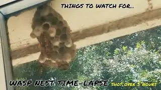 Wasp Nest Time-Lapse - Shot over 5 hours - See cell creation and evacuation