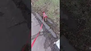 Первая прогулка нашей Луны