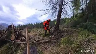 Stihl ms500i with 36inch bar Cutting Down Lerch