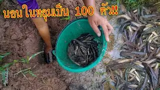 นอนในหลุมเป็น 100 ตัว!! ไม่คิดว่าจะเยอะขนาด!?